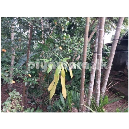 කඩුවෙල රනාල පාර අයිනේ නිවස සහ ඉඩම